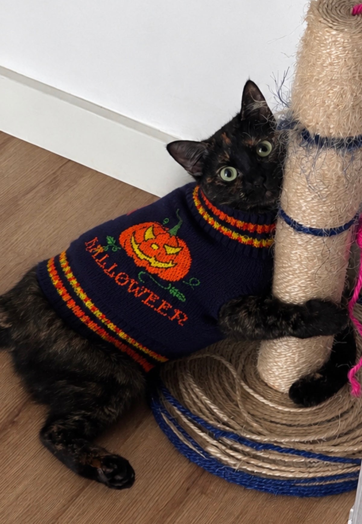 Suéter de Punto "Halloween Pumpkin" para Perros y Gatos - Azul Marino